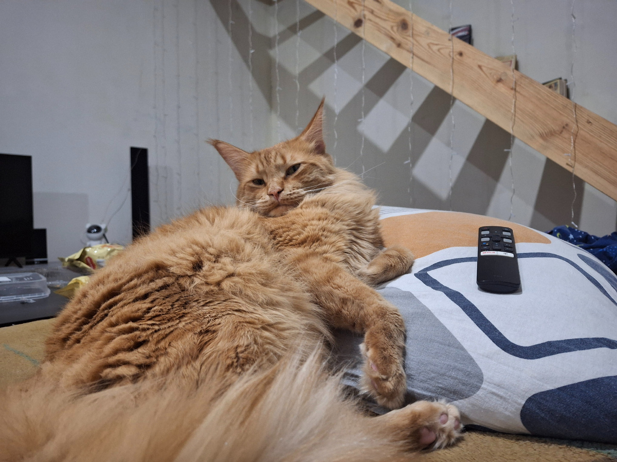 Это мой котяра отдыхает на любимом диване