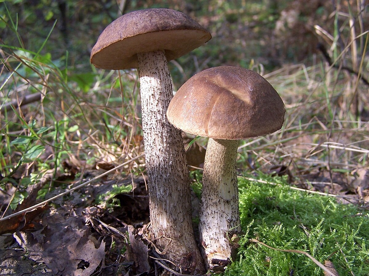 Фотография из интернета