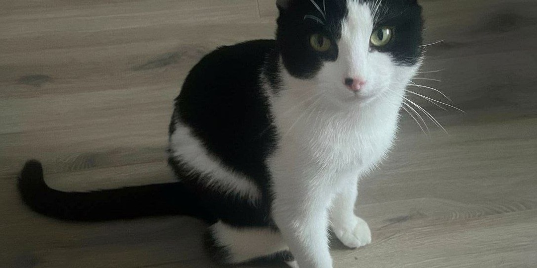 Под наряженной уличной ёлкой в ночь на 1 января оставили кота.