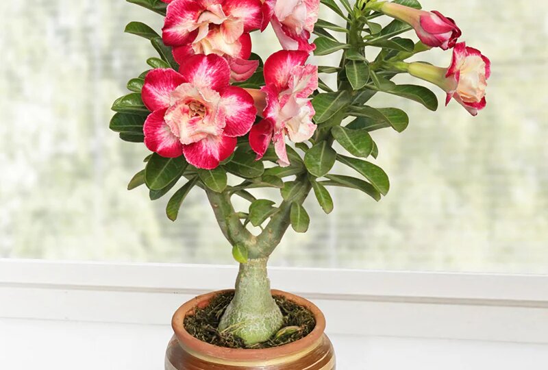 Новые виды растений, выведенные в 2026 году. Адениумы. Обзор №2