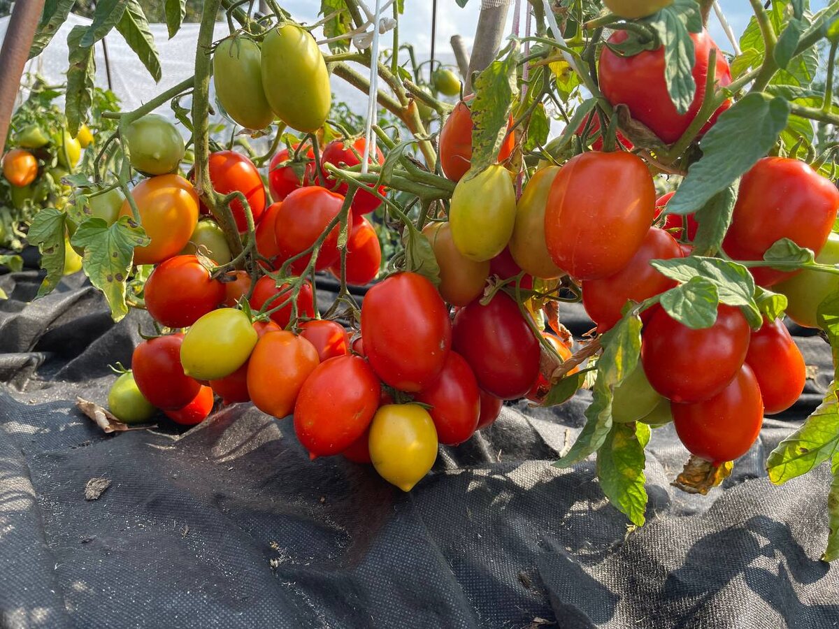 Бенито, 2025 год. Фото автора