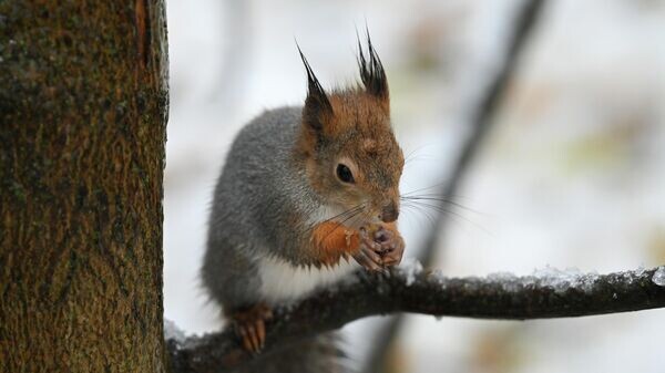    © Sputnik / Максим Блинов