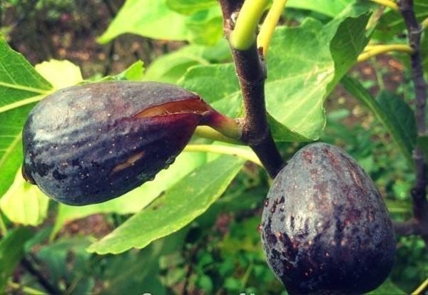 Условное название San Pedro Black (Сан-Педро черный)