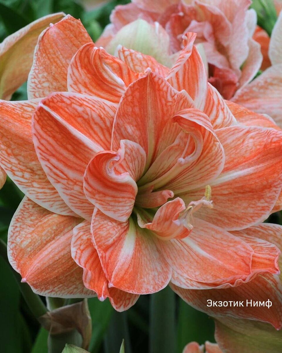 Амариллис гиппераструм Экзотик Нимф фото описание сорта