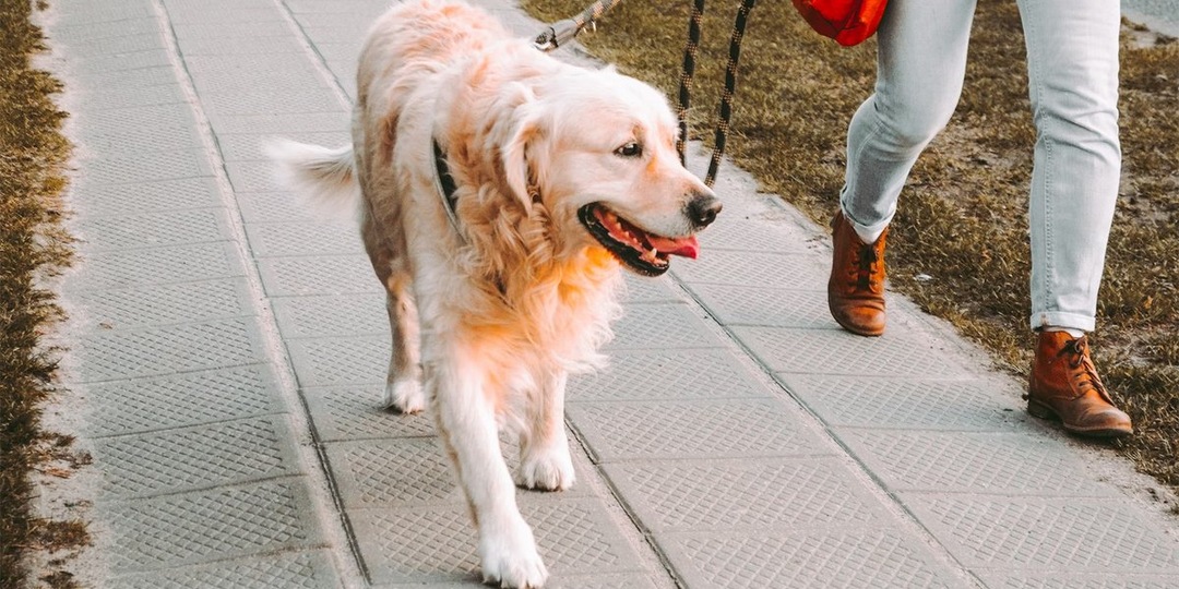 Как научить собаку команде «Вперед»: пройти по узкой дороге
