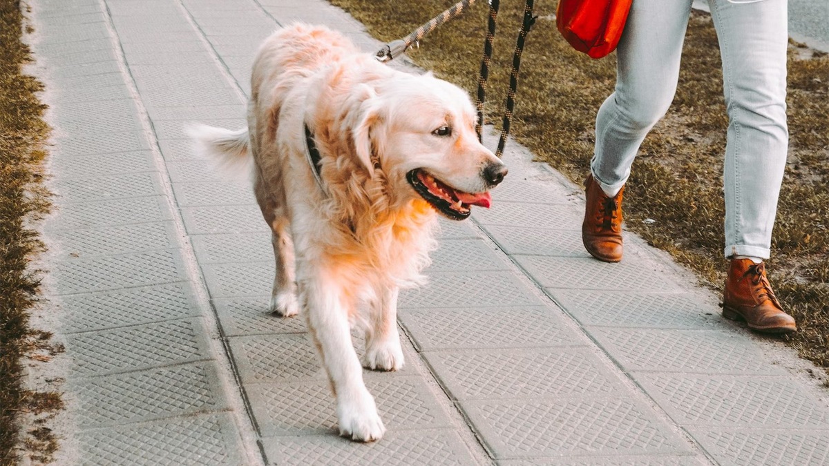    Чтобы собака научилась выходить вперед, начните заниматься на узкой дорожке