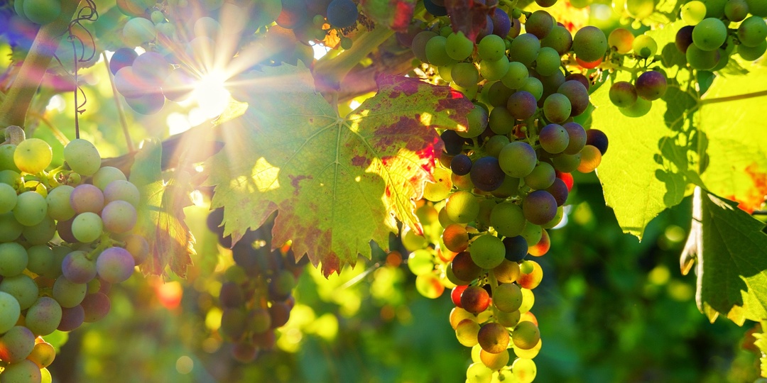 СХЕМЫ защиты виноградника 2026