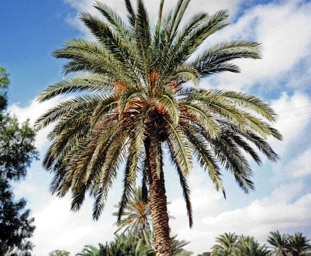 фото взято из Википедии