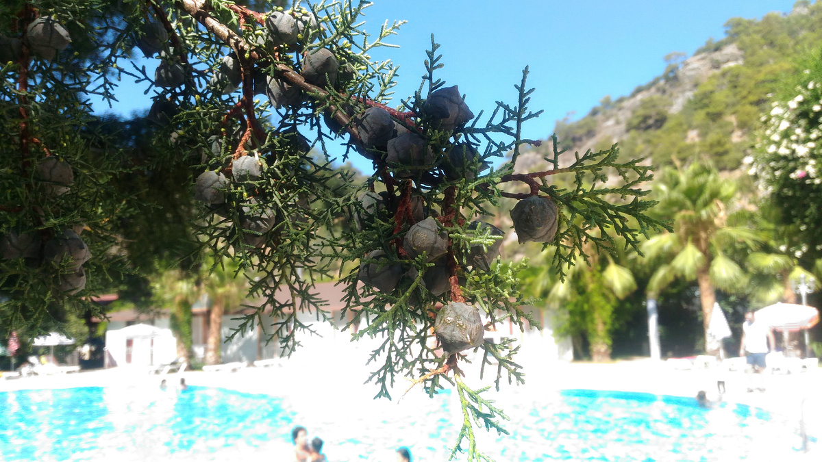 Турция (Олюдениз)