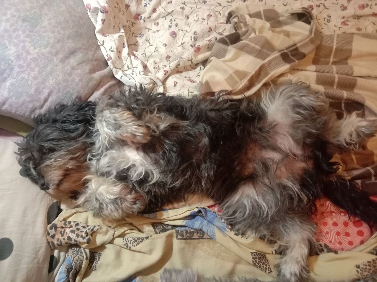 "Спать буду тут!"