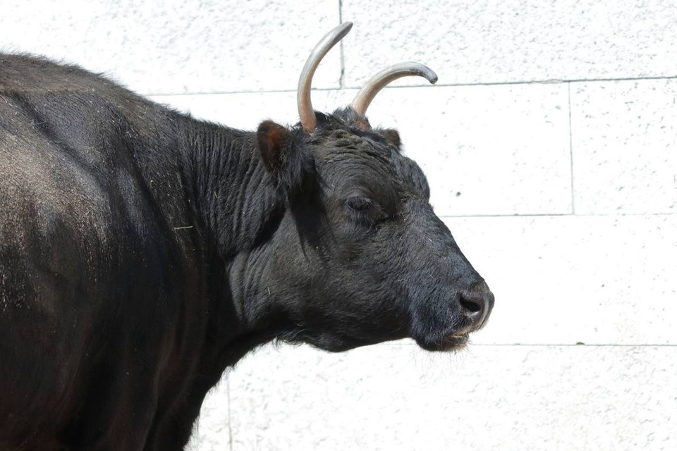    Якутская корова Сахая прожила 18 лет. Фото: t.me/lenzoopark