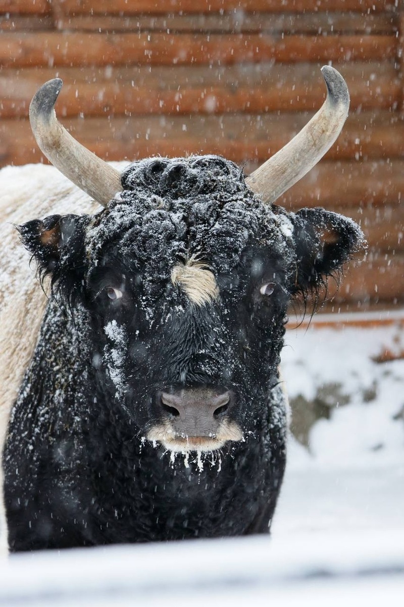    Якутскому бычку Мааны было 17 лет. Фото: t.me/lenzoopark