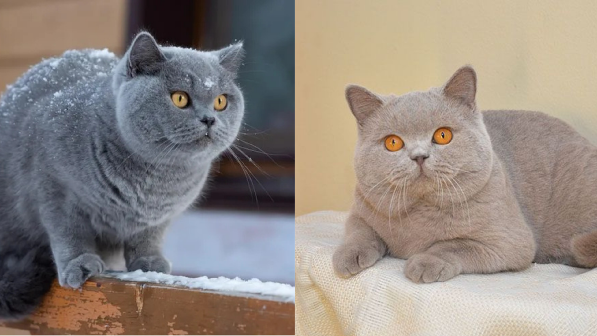 Британская