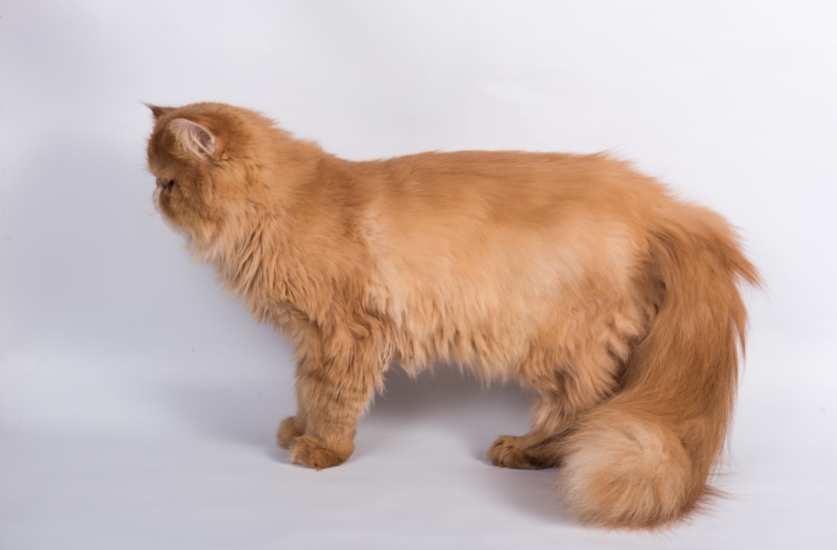 Персидская 