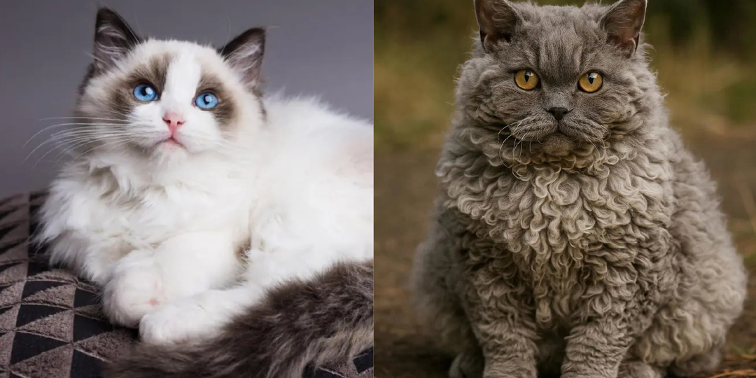 7 спокойных пород кошек, не склонных к разрушениям