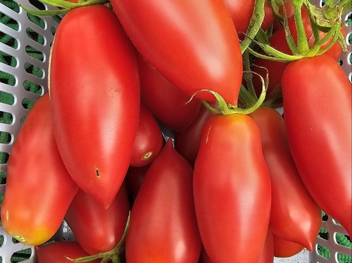 Эти томаты не разваливаются в банке: 4 сорта для идеальной тепличной консервации