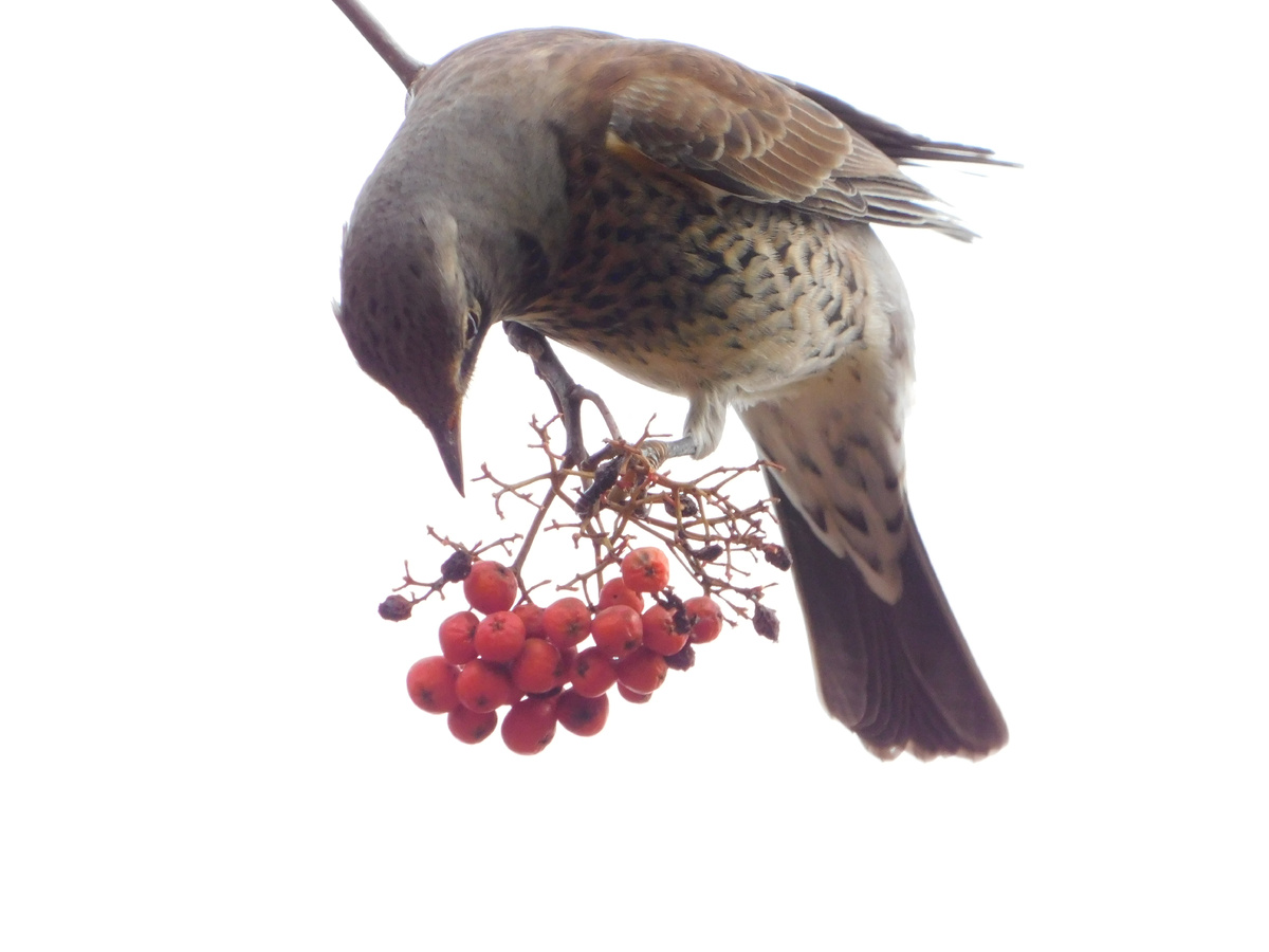 Дрозд-рябинник на рябине