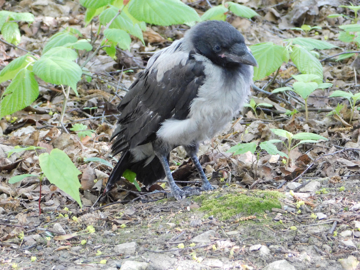 Слёток серой вороны
