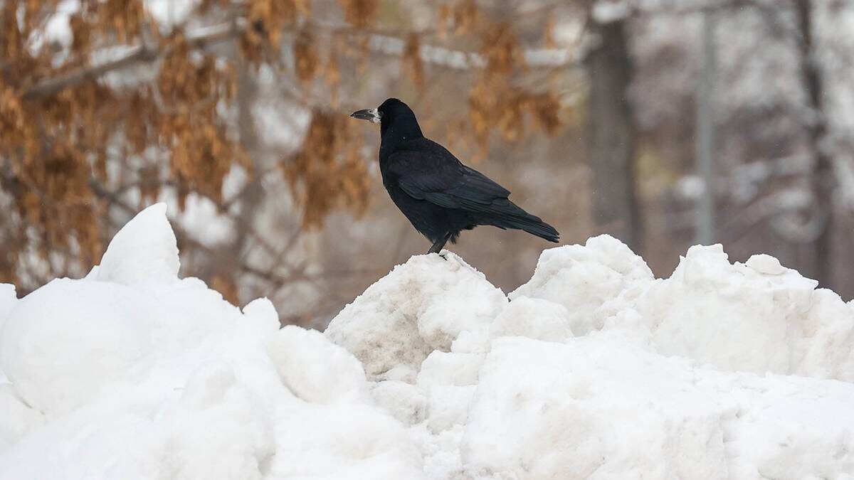    Фото: Ярослав Чингаев / АГН Москва