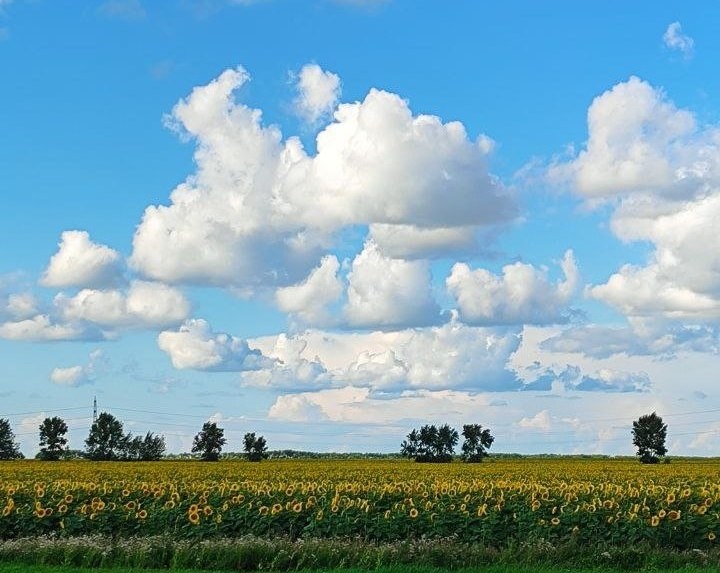 Поля Кузбасса. 