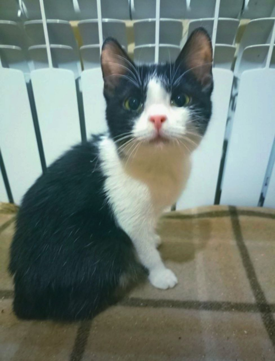 Марковочка