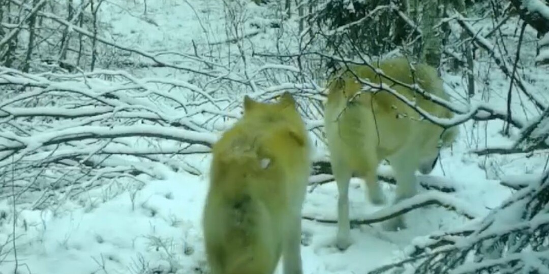 Более 180 волков добыли охотники в Карелии в 2025 году