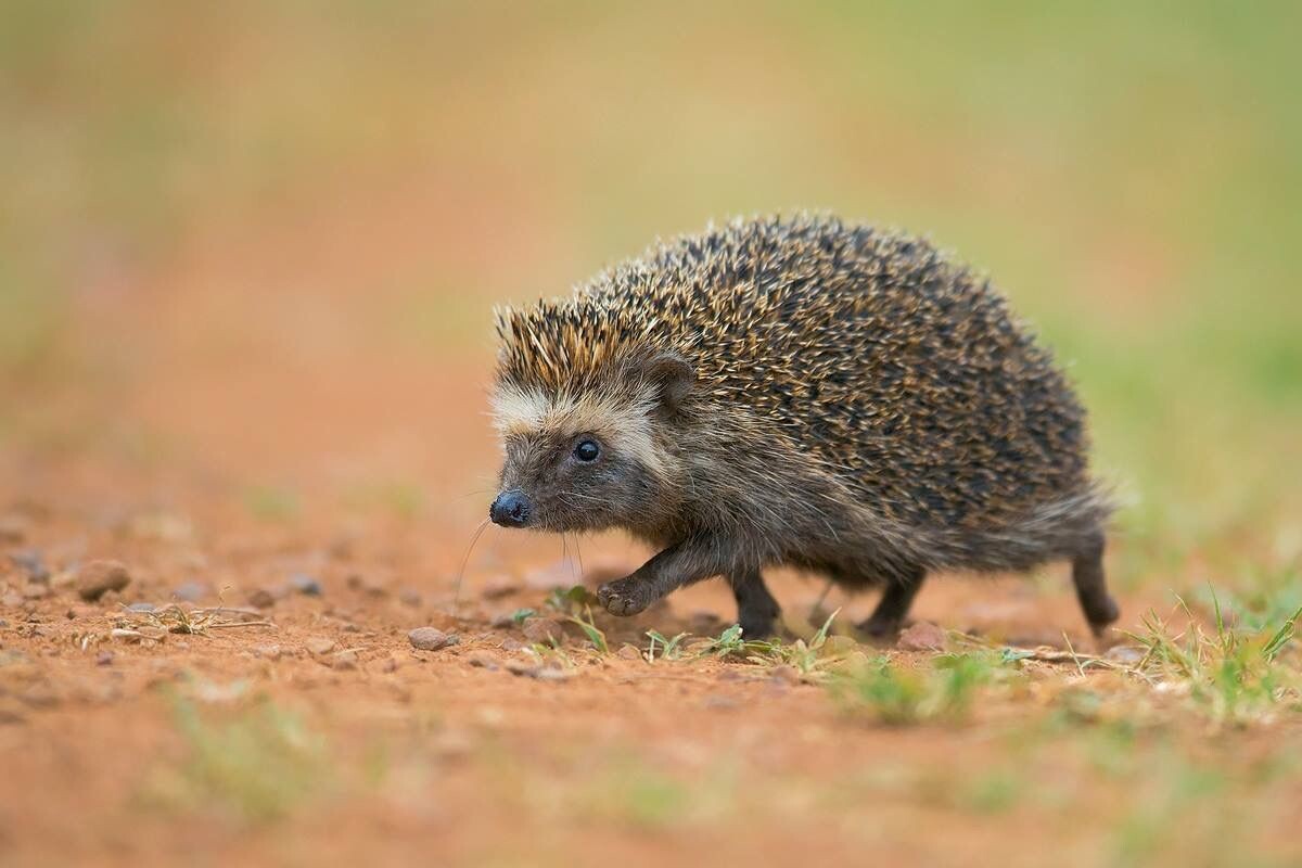 Фото с сайта: https://id.pinterest.com/paperdreamsbyvicky/animals/