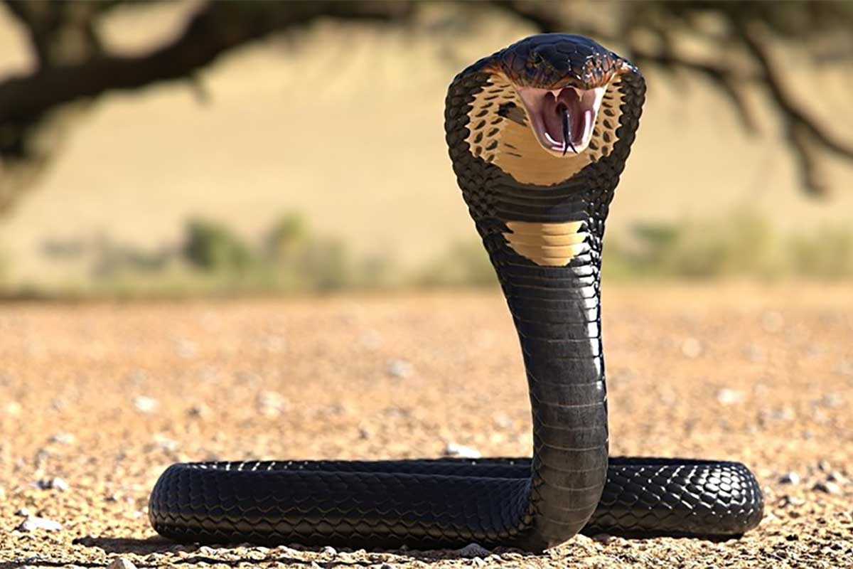 Фото с сайта: https://blizko.by/notes/malchik-iskusal-uzhalivshuyu-ego-kobru-ot-chego-zmeya-pogibla_am