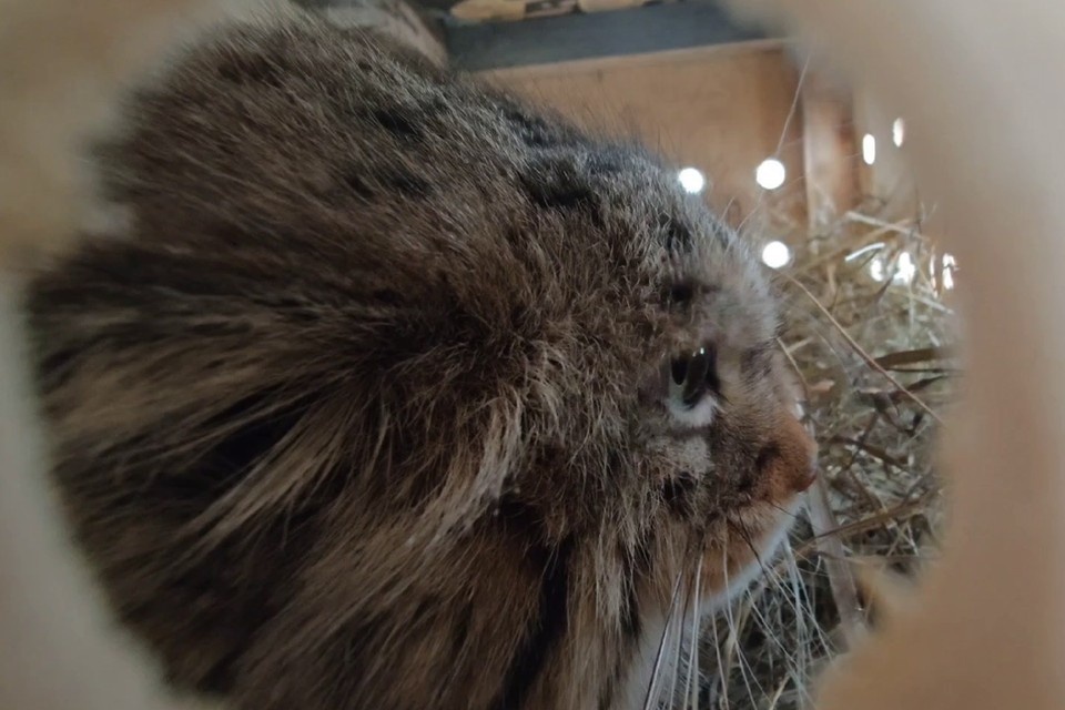    Манул Пепе приедет в Петербург из Барнаула. Фото: t.me/zoo22ru