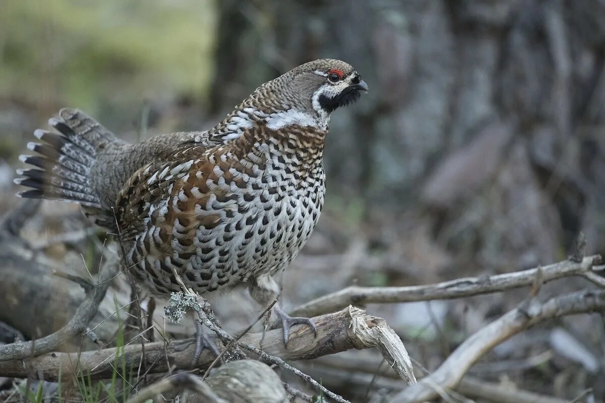 Фото с сайта: https://search.macaulaylibrary.org/zh-CN/catalog?taxonCode=hazgro1&sort=rating_rank_desc&view=list&mediaType=photo