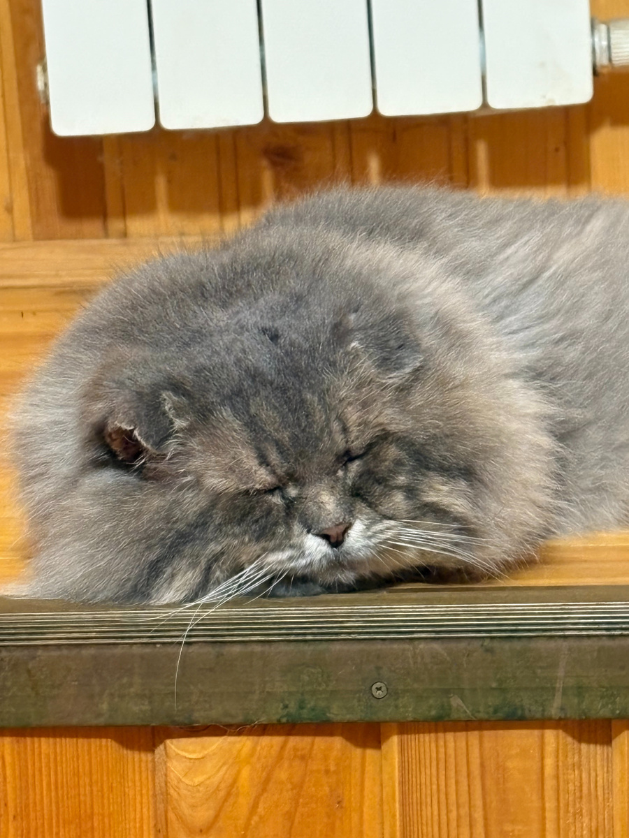 Шел, устал, прилег, уснул!