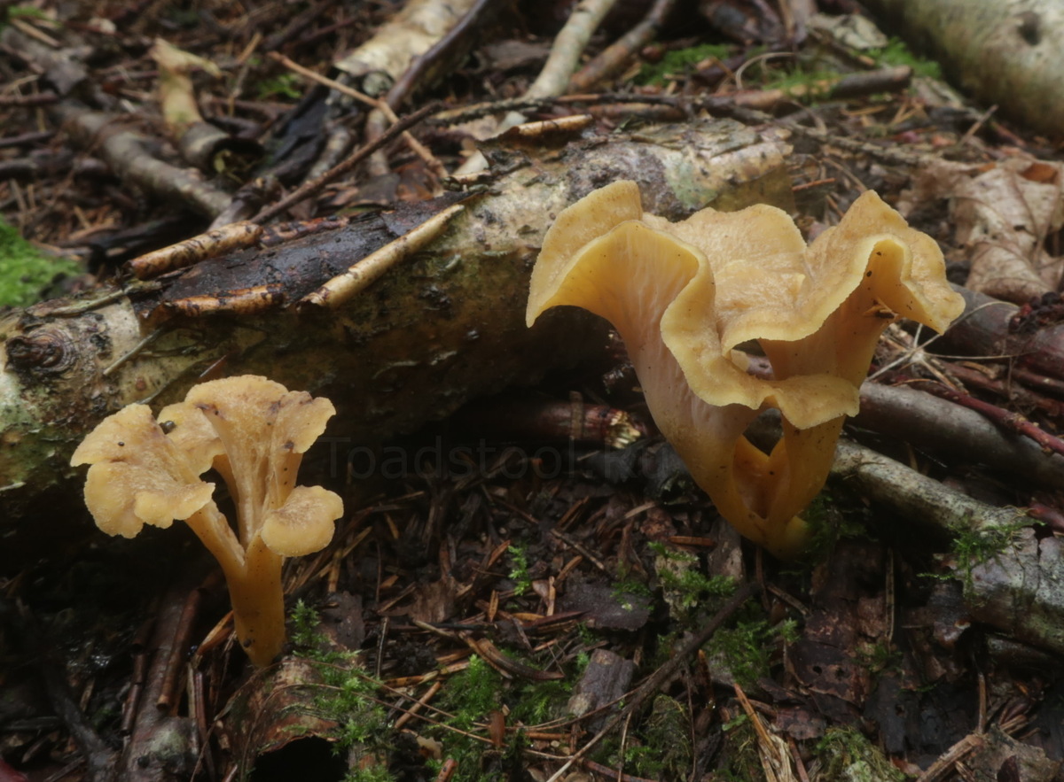 Эти совсем ещё малыши, даже чернеть не начали (фото И.Лебединского)