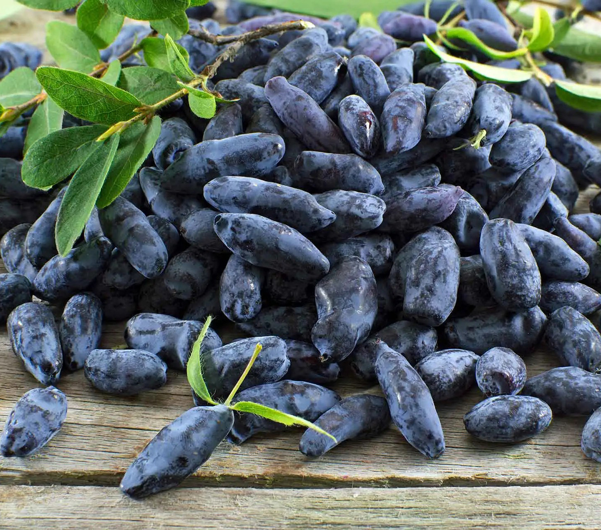 Жимолость саженцы