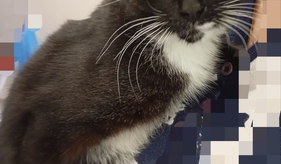 От трассы до хозяйской подушки: как котёнок Томик нашёл дом, семью и подружку