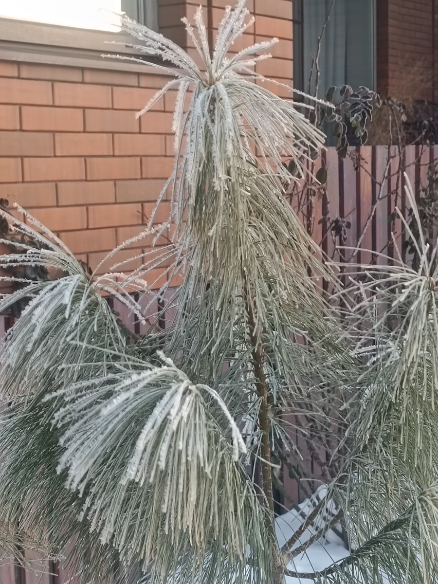 Сосна в снежном инее😍