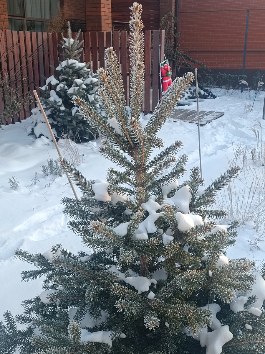 И ёлочки в снегу такие красотки🎉🎉