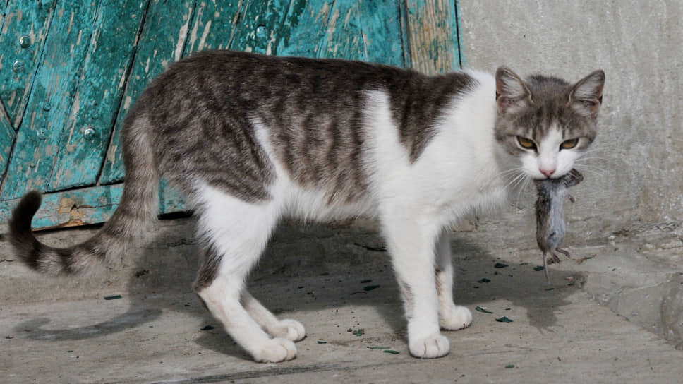 По итогам доклада управления РПН губернатор рекомендовал вспомнить о кошках.📷Фото: Андрей Архипов / Коммерсантъ