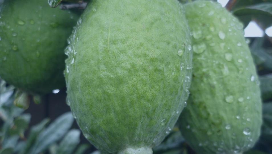 Фейхоа: сочинский культ йода