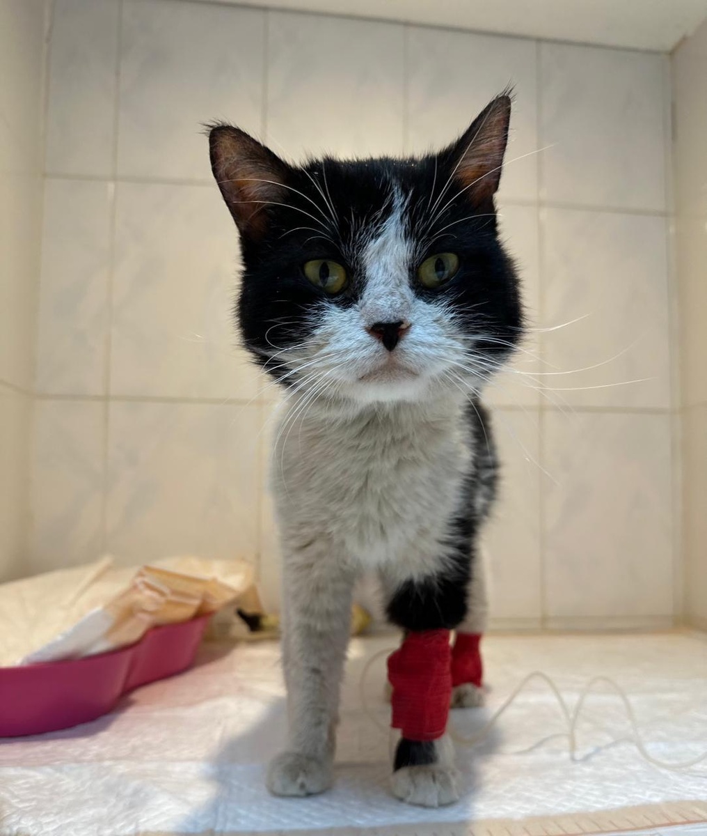 Барс в клинике