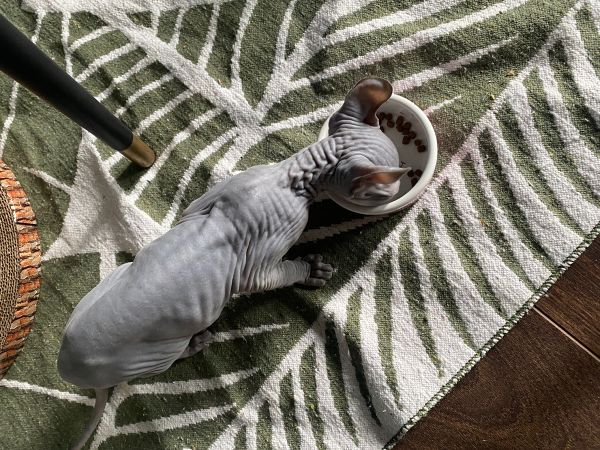 Заводя Эль, мы заранее понимали и подписывались под все возможные расходы. А их получилось немало