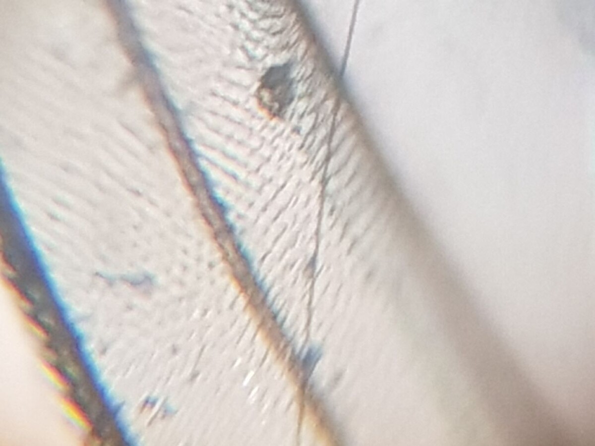 Крыло под микроскопом