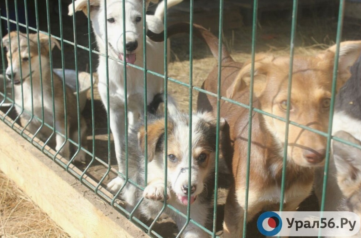    После нападения бездомных собак на детей в Ясном правительство Оренбургской области проведет служебное расследование