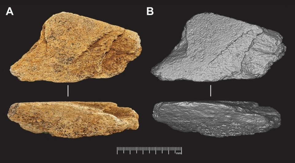   Simon Parfitt and Silvia Bello / Science Advances, 2026