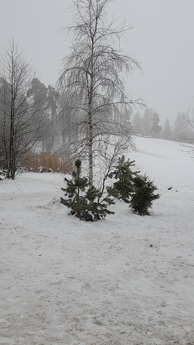 Молодые сосенки и ёлочка
