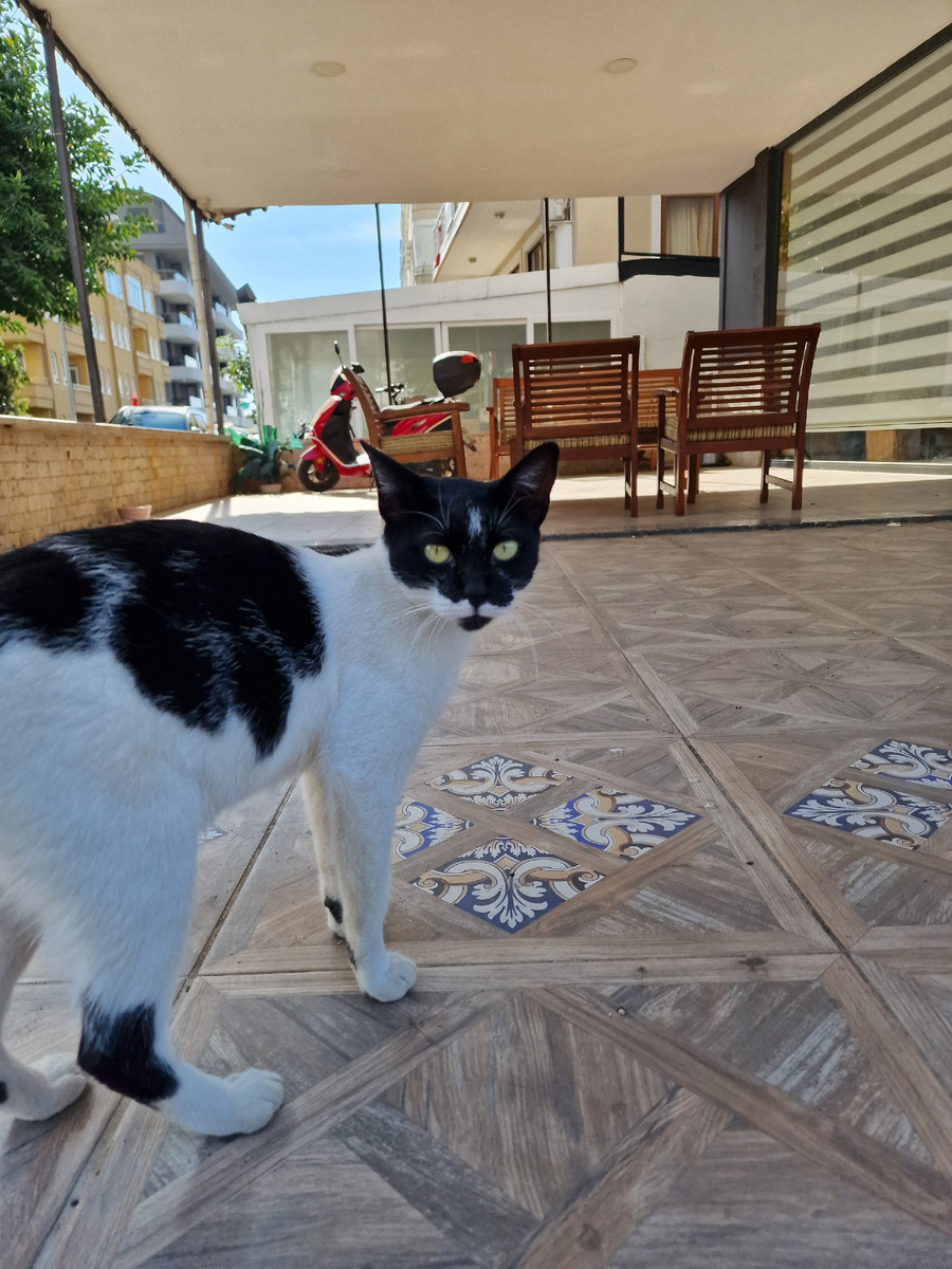 Очередная порция котиков 😎