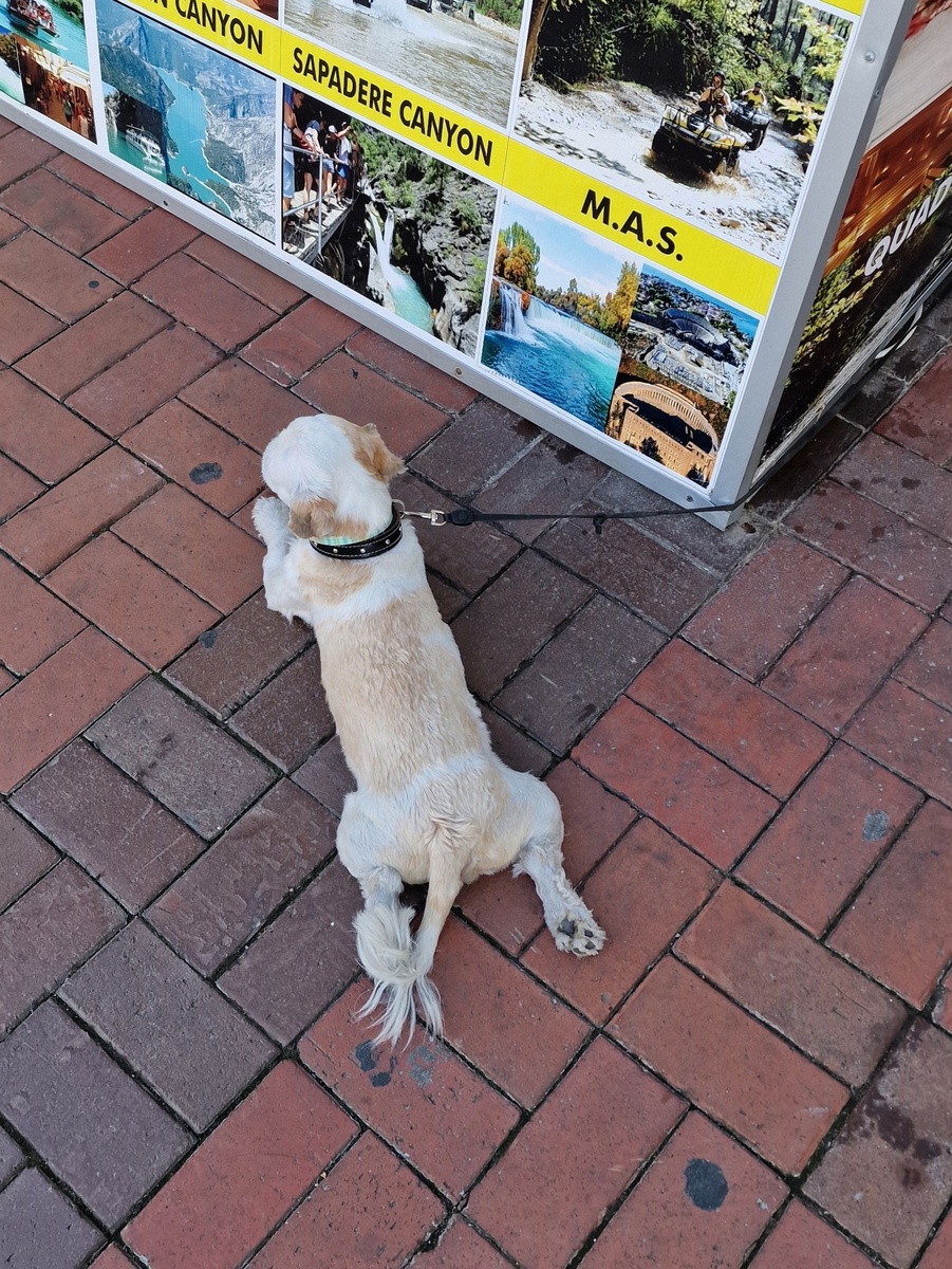 И собачек 😁