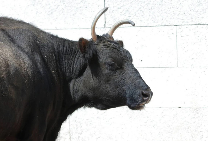 фото: пресс-служба Ленинградского зоопарка