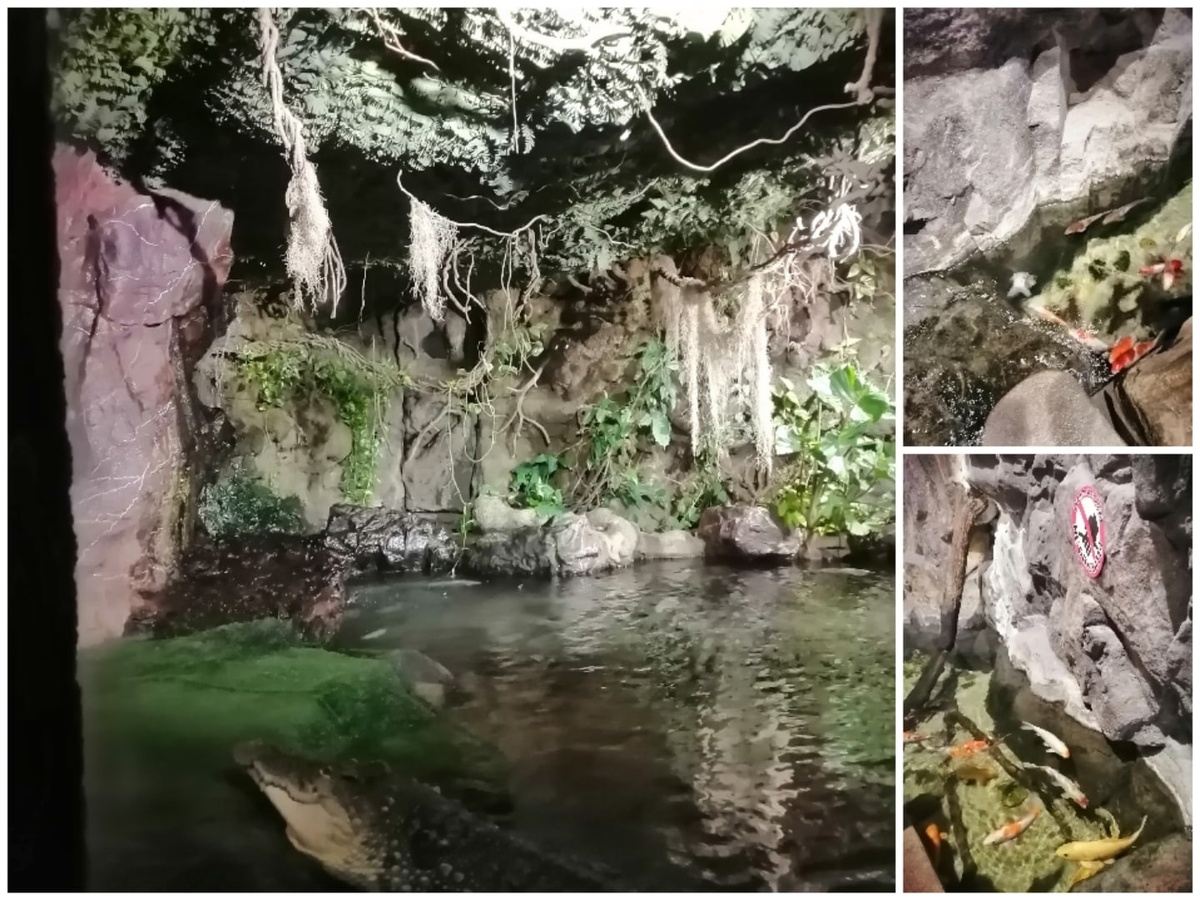 В одно лето была такая встреча. Я посетила океанариум в Питере. 