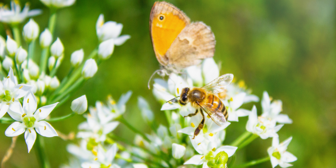 Лучшие растения-медоносы: создайте сад для пчел и бабочек в новом сезоне