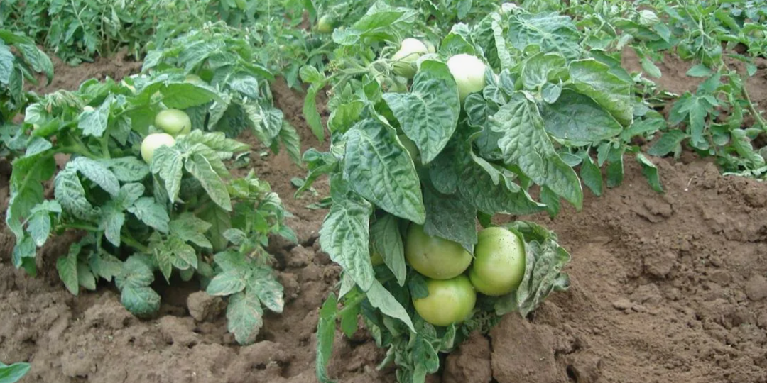 ТОП-12 низкорослых сортов томатов: урожай до 3 кг с куста без подвязок